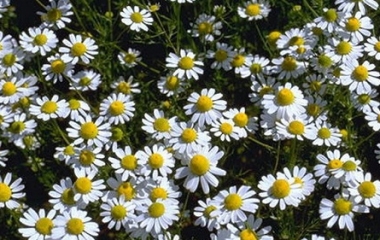 camomilla
