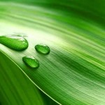 Un po’ di “speranza” per le nostre pareti 
