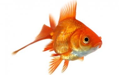 Come prendersi cura del nostro pesce rosso