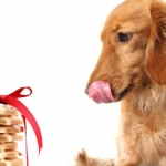 Biscotti per i nostri amici a quattro zampe