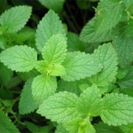menta