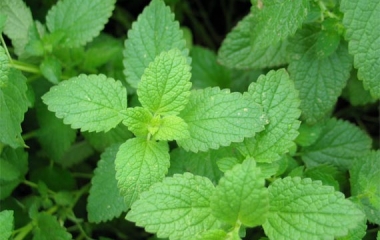 menta