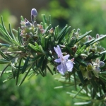 Il rosmarino come rimedio naturale