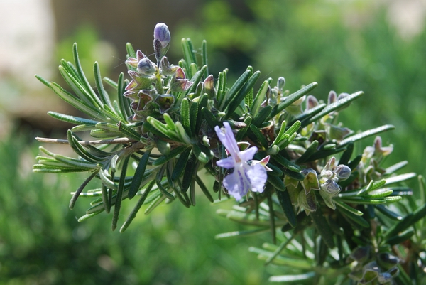 Il rosmarino come rimedio naturale