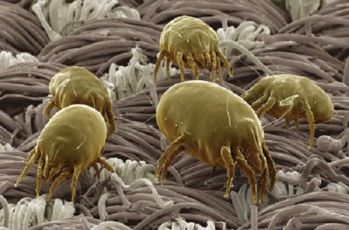 Rimedi naturali contro gli acari della polvere