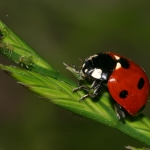 Rimedi naturali contro i pidocchi delle piante