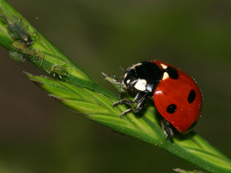 Rimedi naturali contro i pidocchi delle piante