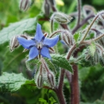 Borragine. Piante per contrastare afidi, mosche e zanzare