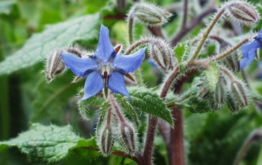 Borragine. Piante per contrastare afidi, mosche e zanzare