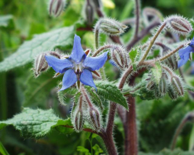 Borragine. Piante per contrastare afidi, mosche e zanzare