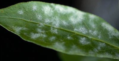 Come curare le malattie delle nostre piante